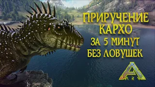 ТАМИМ КАРХУ БЕЗ ЛОВУШЕК !!! Быстро и без проблем, нужно только...