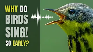 Why Do Birds SING So Darn EARLY