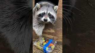 Rescue Raccoons Finally Have A Home l The Dodo