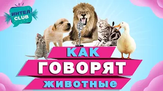 Как говорят животные - Звуки настоящих животных -развивающие мультики Монтессори для самых маленьких