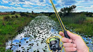 Crazy Topwater Fish in Florida Swamps