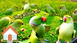 Parrot Natural Sounds Compilation| Parrot Video|Tanishu Singh Miniature|@ParroTube