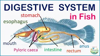 Digestive System in Fish - How it works!