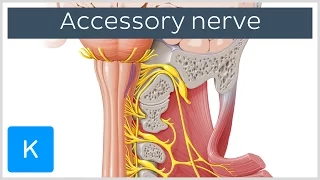What is the Accessory Nerve? (preview) - Human Anatomy | Kenhub