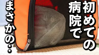 庭に住みついた野良猫を家猫へ#4【衝撃の事実が判明】