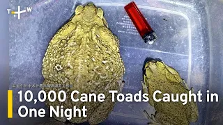 Toad Infestation Hits Reservoir in Central Taiwan | TaiwanPlus News