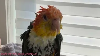 Laugh Out Loud with Parrots: Funniest Compilation 2023 🦜 🤣