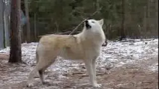 Female Wolf ( Kid Rockette) Howls