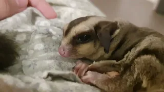 Sleep with sugar glider, 10 mins