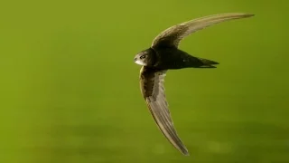 This Bird Keeps Flying For 10 Months Straight