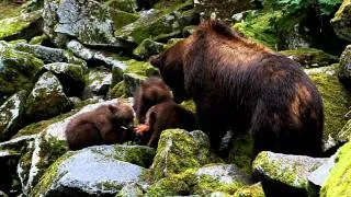 Brown Bear Cubs eating Salmon Anan Creek