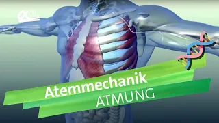 Atemmechanik: Was passiert bei der Atmung? | einfach erklärt | alpha Lernen erklärt Biologie