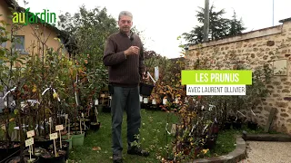 De petits CERISIERS adaptés à la SÉCHERESSE et aux PETITS JARDINS🍒FACILES de CULTURE