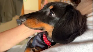 too cute to be super-doted on at my parents' house for the first time in a long time [dachshund].