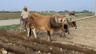 yunta de toros arando la tierra