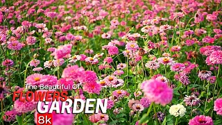 The Beautiful Of Flowers Garden in 8k ULTRA HD DEMO Videos