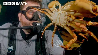 Breeding a Baby Crab Army | Our Changing Planet | BBC Earth Science