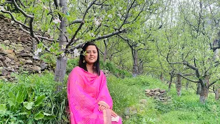 Apple Blossom in kinnaur || Labrang || Himachal Pradesh