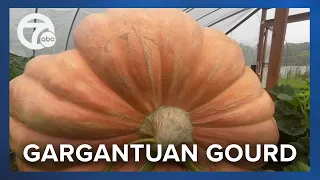 Is this the largest pumpkin in Michigan? See how this Waterford man grows 2,000-pound pumpkins