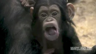 Baby Chimpanzee Lola Makes Silly Faces