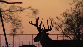 Hunting Low Fence, Free Range Monster Bucks from South Texas