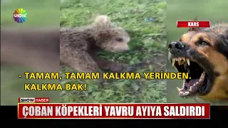 Yavru ayı annesini kaybedince...