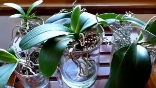 Converting your orchids to water culture.  What to expect the first month.