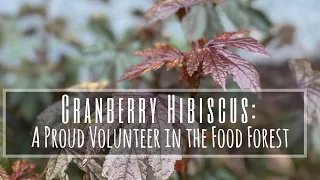 Edible Plants that Plant Themselves? 2 Minute Tuesday: CRANBERRY HIBISCUS