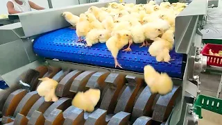 65 Billion Chickens Are Raised and Slaughtered This Way -USA Farming