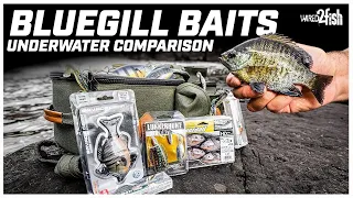 Comparing Bluegill Bass Baits vs. Live Bluegill Underwater