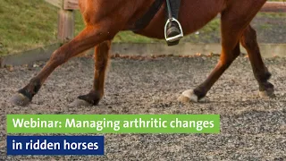 Webinar: Managing arthritic changes in ridden horses