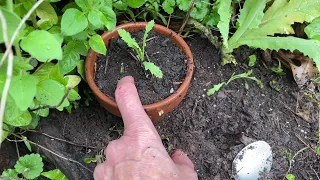 Tip For Transplanting Seedlings ~ CA Red Poppy