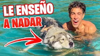 MI PERRITA HELA APRENDE A NADAR EN LA PISCINA !!!