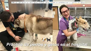 Un día conmigo en el hospital | Práctica presencial de perros y gatos 🐶🐾🐈