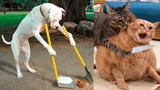 Funniest Animals 2023 - Funniest Cats and Dogs -Funny Animal Videos Part - 23