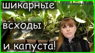 Почему плохая всхожесть СЕМЯН?! Как вырастить хороший урожай капусты?