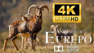 Animals of Europe 4K - Scenic Wildlife Film With Calming Music | Animals World 4k