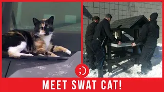 This Cat Visited a Police Station and Never Left!!