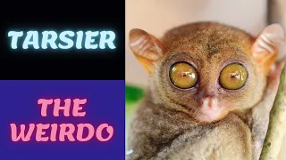 Weird Monkey - Big Eyes Tiny Body - Tarsier - Absurd Nature