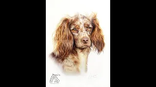 Dog portrait of mix Aika in coloured pencil (timelapse) - Mischlingshund zeichnen mit Buntstiften
