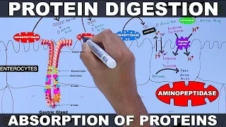 Digestion and Absorption of Proteins