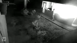 Graphic Video: Man arrested after setting ex-girlfriend on fire