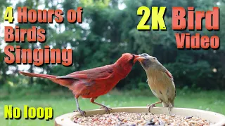 Cat TV, ASMR 4 HOURS of Birds Singing, No loop, 2K Bird, Digital Stress Relief Therapy, AW 003-2