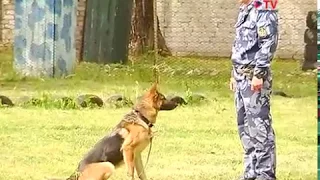В воронежском УФСИН несут службу более сотни собак