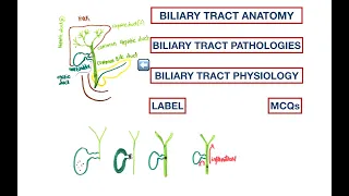 Biliary Tract Anatomy: Cholelithiasis | Choledocholithiasis | Cholangitis | Jaundice | USMLE | MCQs