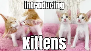 How to introduce new kittens to the other kittens?