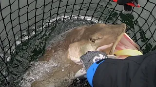 Possibly 50lb Muskie Inhales Bait at the Boat