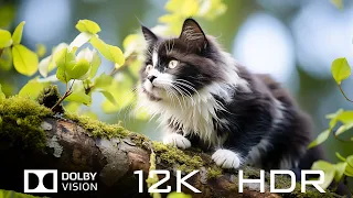 12K HDR 120fps Dolby Vision  - Amazing Animal World And Relaxing Piano Music with Natural Sounds