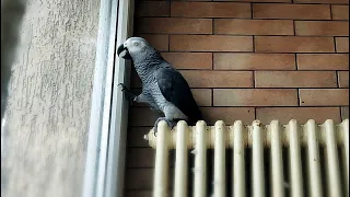 ✅ПЕТРУНЯ ВСТРЕЧАЕТ ЗИМУ, ПЕРЕДРАЗНИВАЕТ ВОРОН😂🐦Parrot Jaco Petrunya teases the crow#Shorts