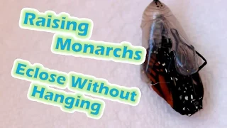 Raising Monarchs - Eclose Without Hanging (Help The Monarch Butterfly)